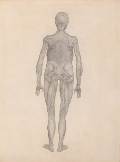 A Comparative Anatomical Exposition of the Structure of the Human Body with That of a Tiger and a Cow by George Stubbs